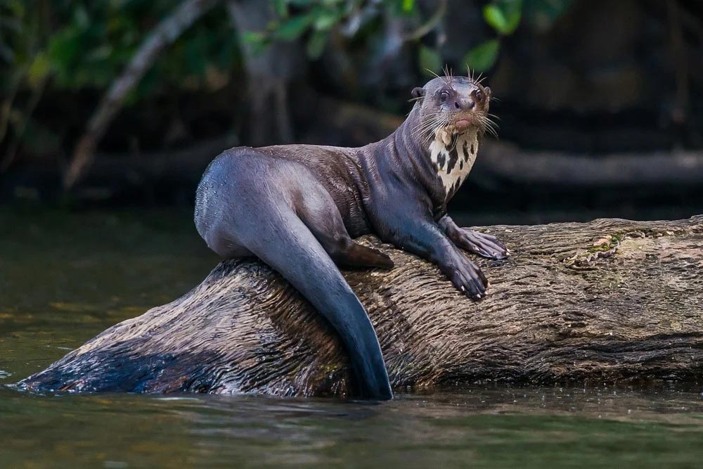 Do You Need a Vaccine to Travel to the Amazon?