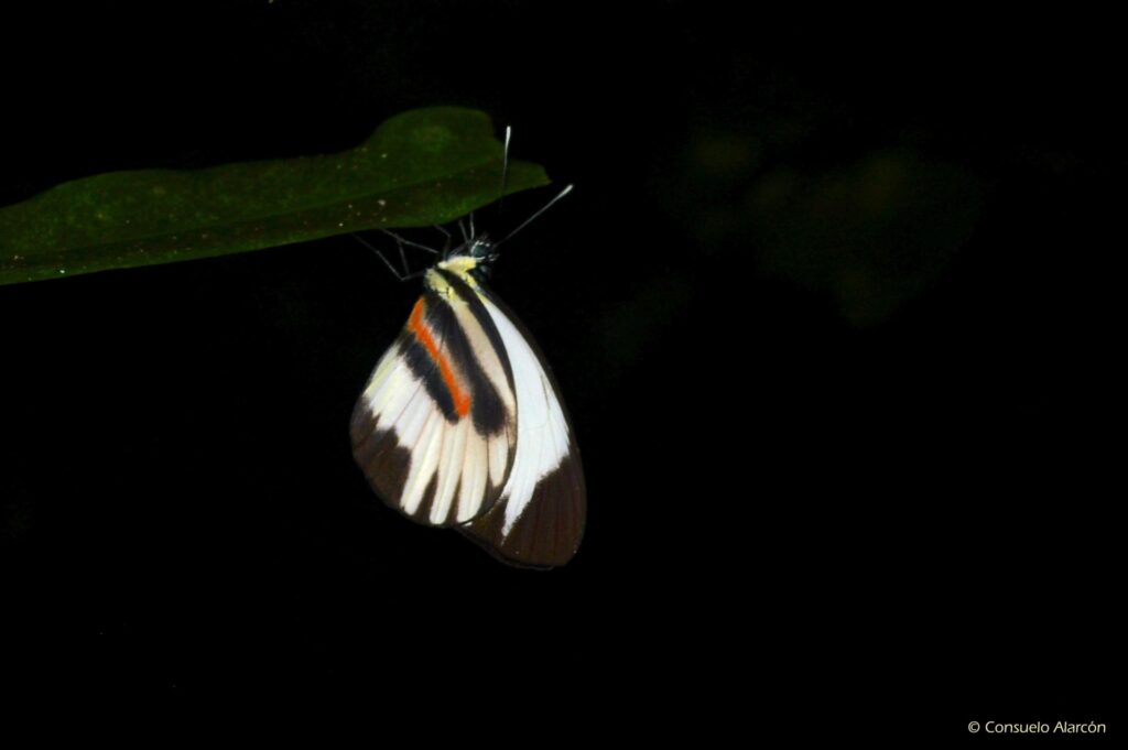 Butterfly-3-ecolucernalodge
