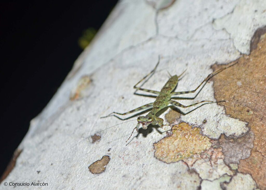 Mantis-1_1-ecolucernalodge