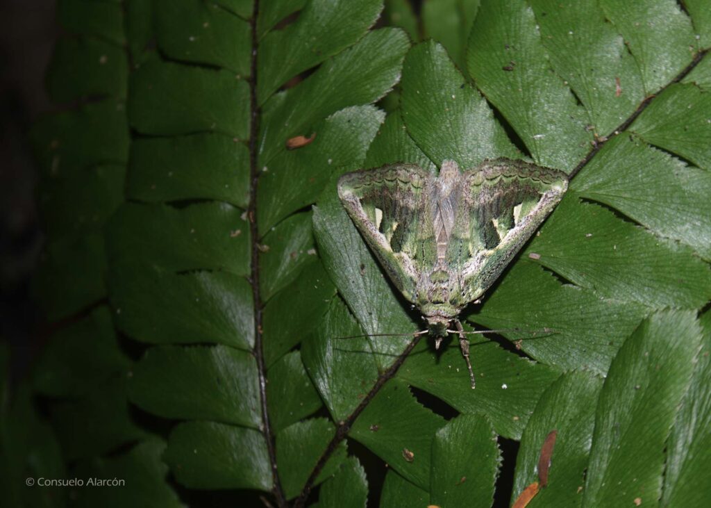 Moth-1-ecolucernalodge