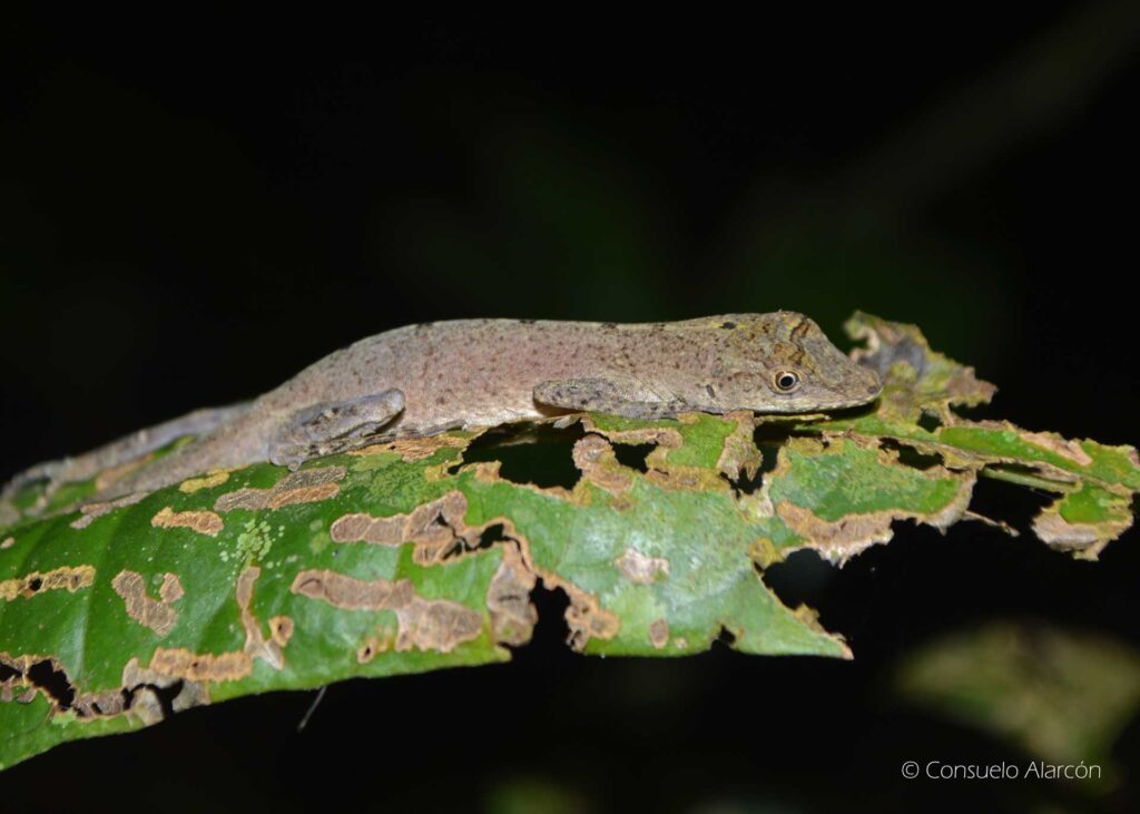 anolis-ecolucernalodge