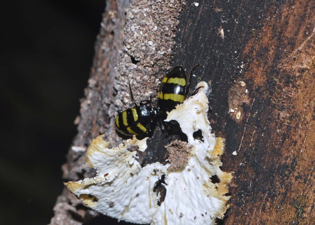 beetle-1_1-ecolucernalodge