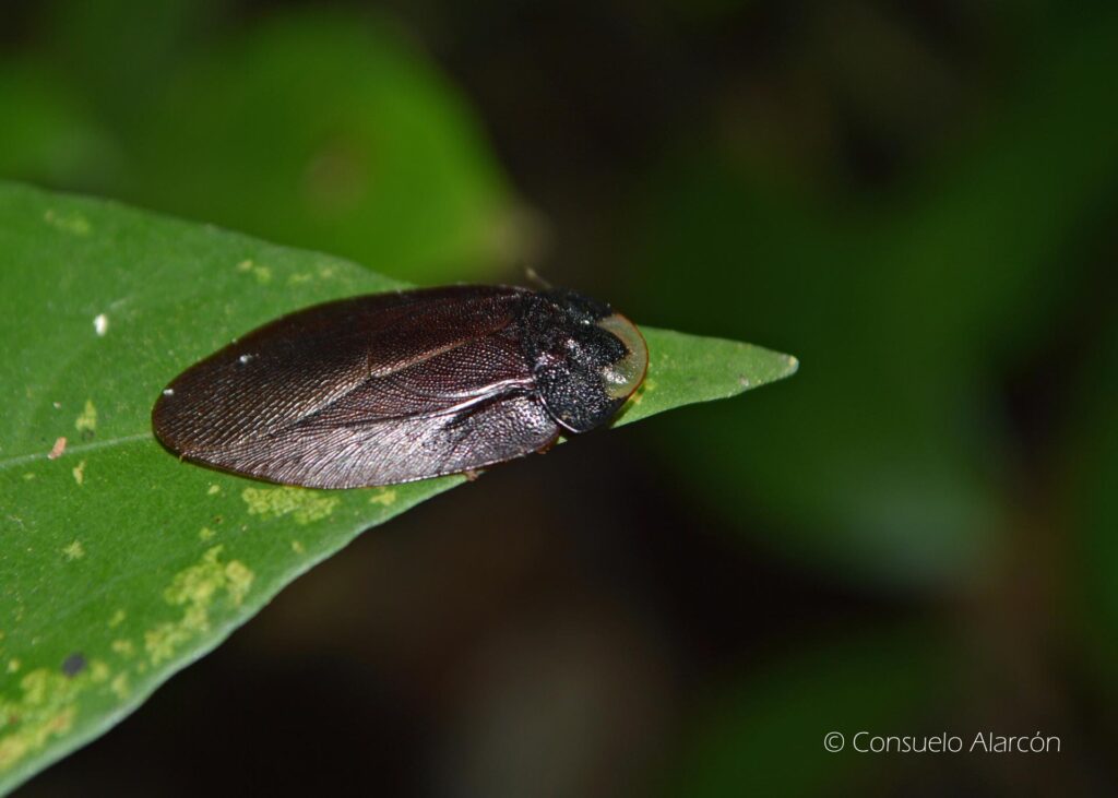 cucaracha-1_2-ecolucernalodge