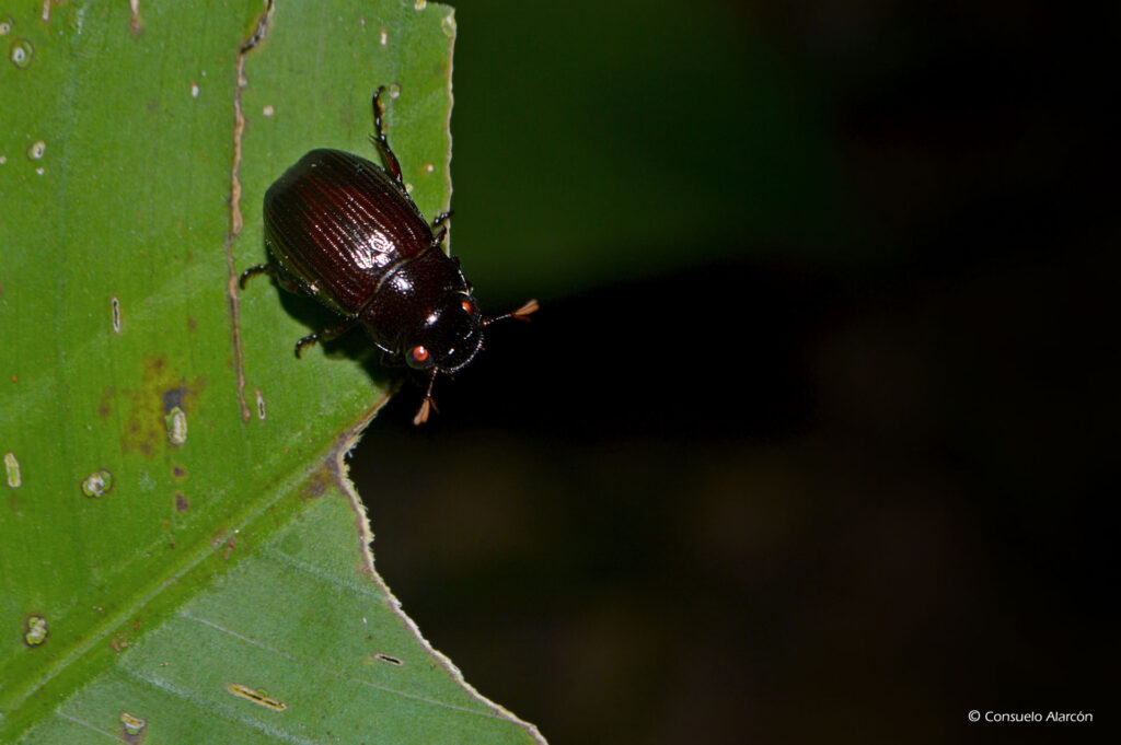 dung-beetle-sp3-ecolucernalodge