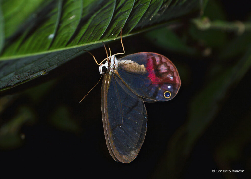 glass-wing-butterfly-_1-ecolucernalodge