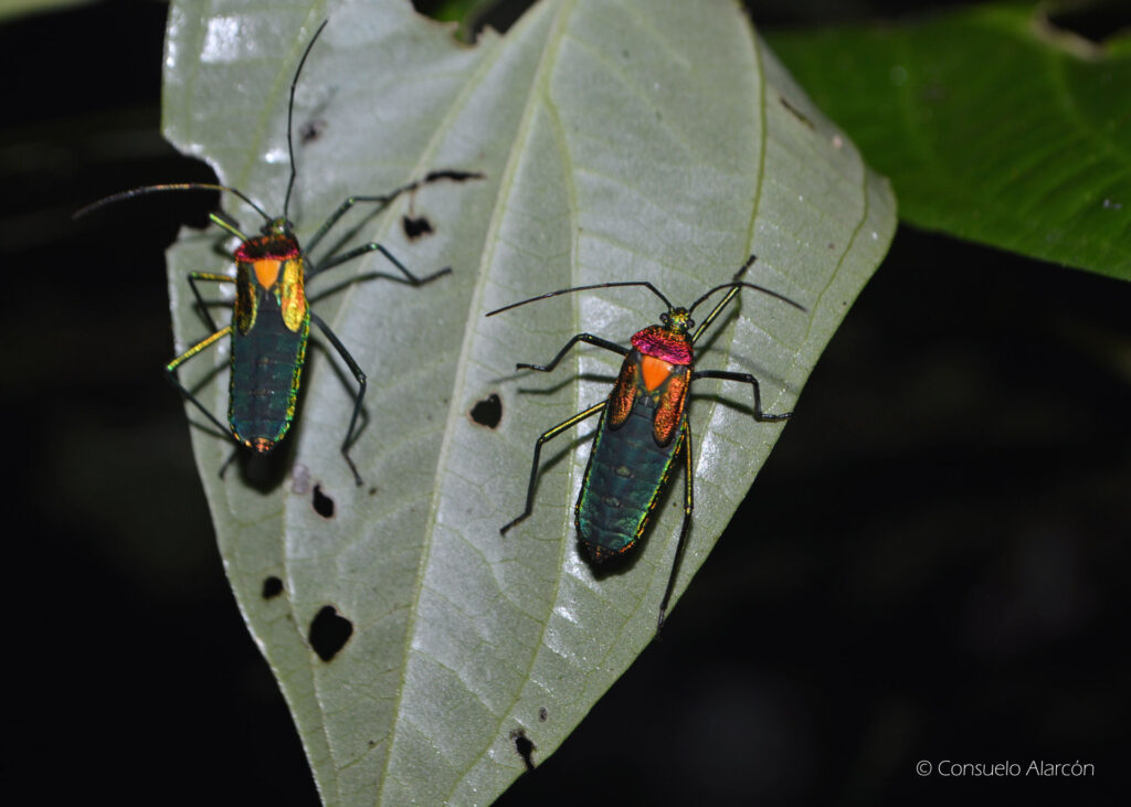 hemipteran-1-ecolucernalodge