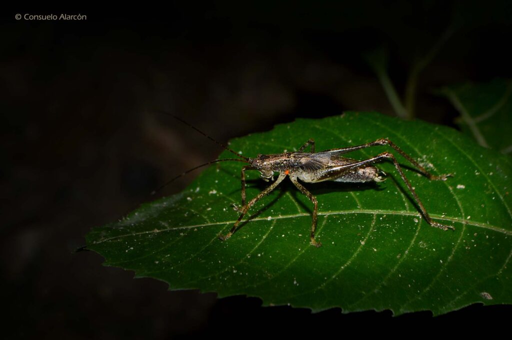 katydid-1-ecolucernalodge