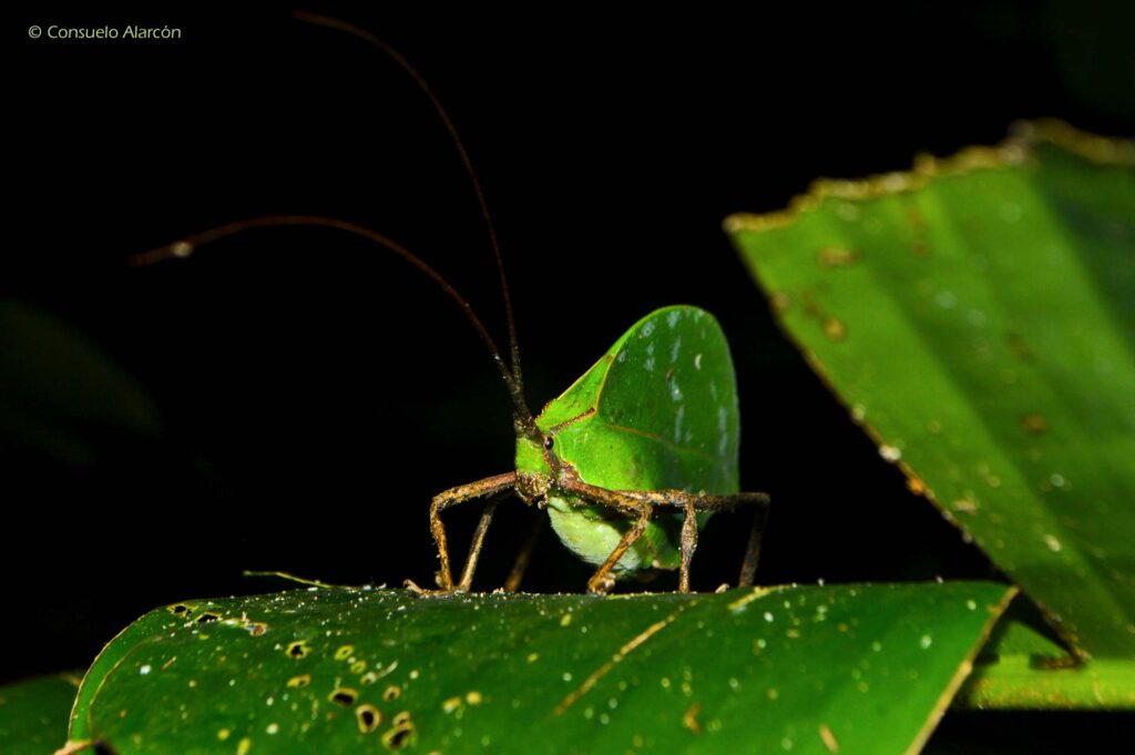 leaf-sp-2_1-ecolucernalodge