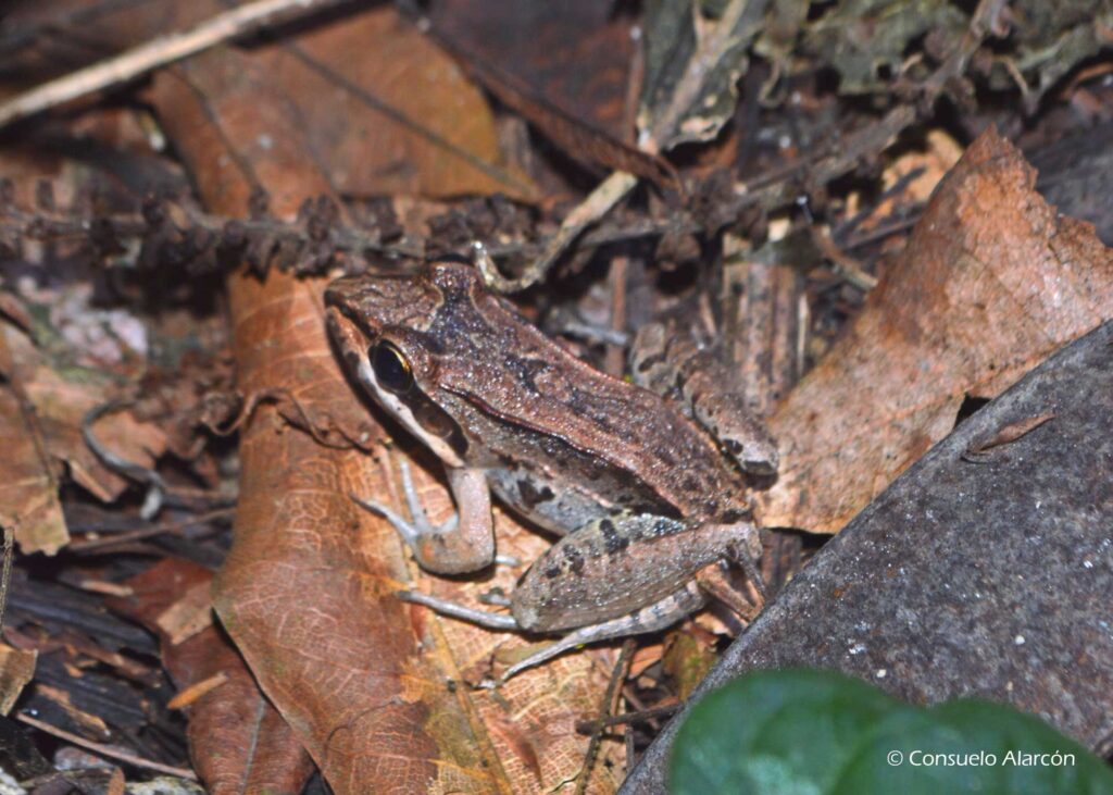 leptodactylus-sp1_1-ecolucernalodge