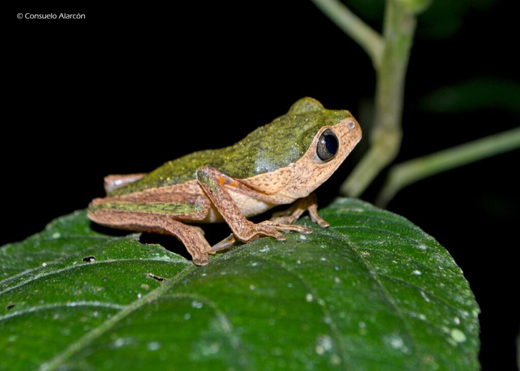pithecopus-palliatus-ecolucernalodge