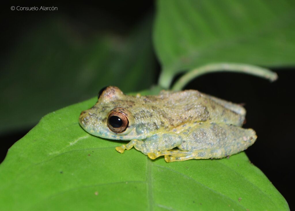 scinax-ictericus-ecolucernalodge