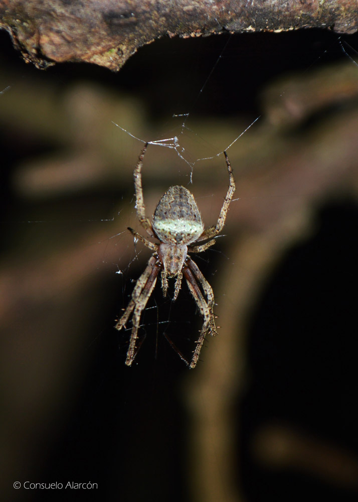 spider-1_3-ecolucernalodge