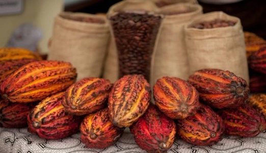 cacao1
