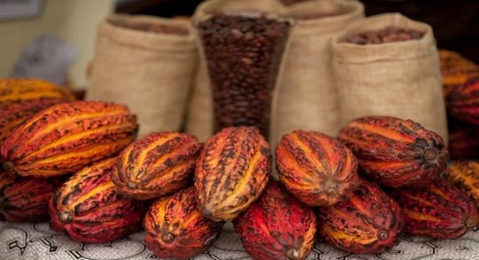 cacao1